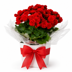 Begonia Holandesa - Florada