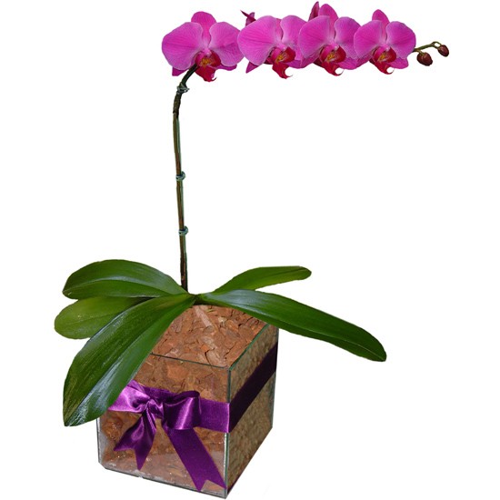 Orquídea Phalaenopsis