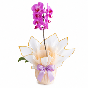 Orquídea Phaleanopsis - Puro encanto
