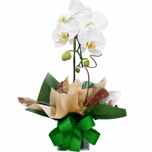 Orquídea Phaleanopsis -Clássico Amor