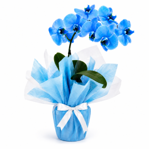 Orquídea Azul - A Luz dos Olhos