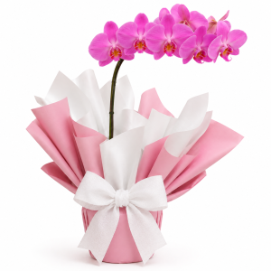 Orquídea Phalaenopsis
