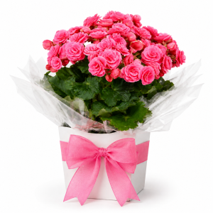 Begonia Holandesa - Floristeria